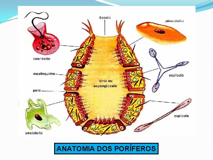 ANATOMIA DOS PORÍFEROS 