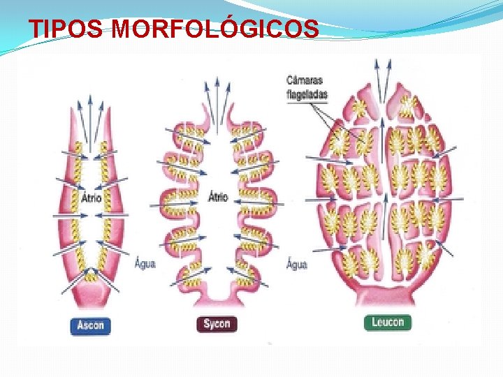 TIPOS MORFOLÓGICOS 