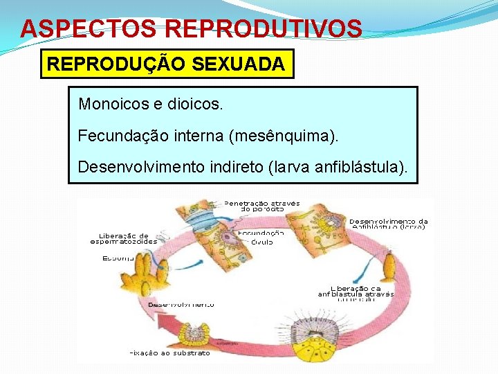 ASPECTOS REPRODUTIVOS REPRODUÇÃO SEXUADA Monoicos e dioicos. Fecundação interna (mesênquima). Desenvolvimento indireto (larva anfiblástula).