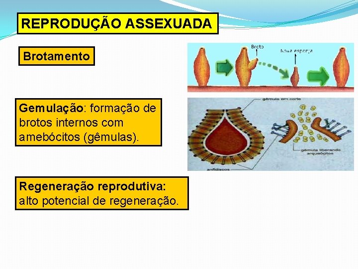 REPRODUÇÃO ASSEXUADA Brotamento Gemulação: formação de brotos internos com amebócitos (gêmulas). Regeneração reprodutiva: alto