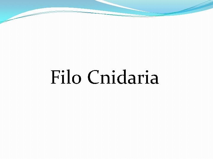 Filo Cnidaria 