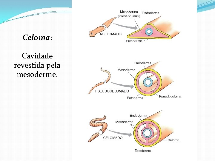 Celoma: Cavidade revestida pela mesoderme. 