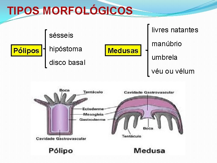 TIPOS MORFOLÓGICOS livres natantes sésseis Pólipos hipóstoma disco basal Medusas manúbrio umbrela véu ou