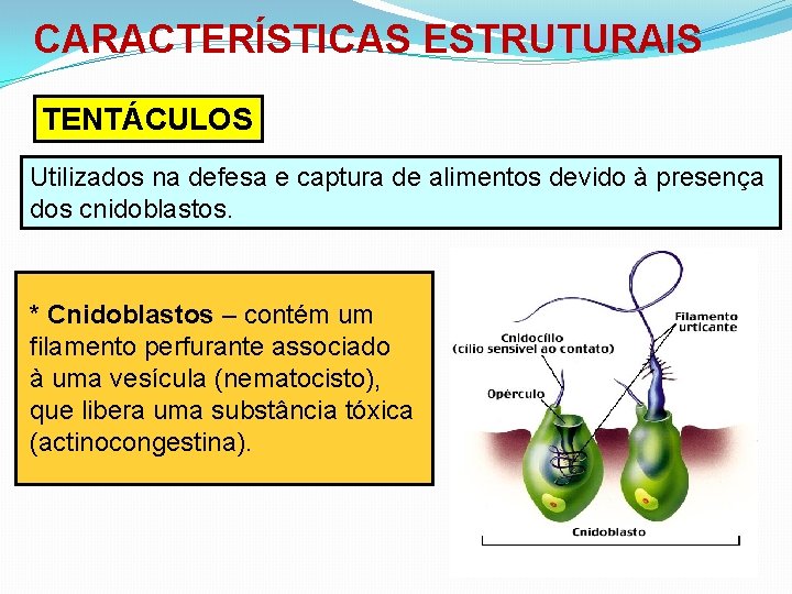 CARACTERÍSTICAS ESTRUTURAIS TENTÁCULOS Utilizados na defesa e captura de alimentos devido à presença dos