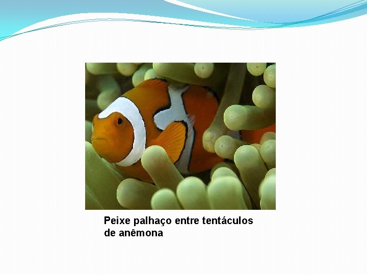 Peixe palhaço entre tentáculos de anêmona 