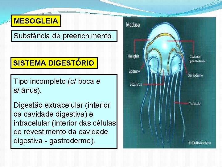 MESOGLEIA Substância de preenchimento. SISTEMA DIGESTÓRIO Tipo incompleto (c/ boca e s/ ânus). Digestão