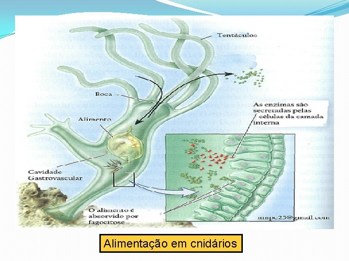 Alimentação em cnidários 