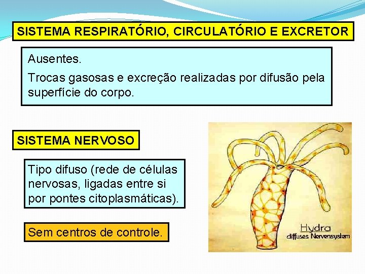 SISTEMA RESPIRATÓRIO, CIRCULATÓRIO E EXCRETOR Ausentes. Trocas gasosas e excreção realizadas por difusão pela