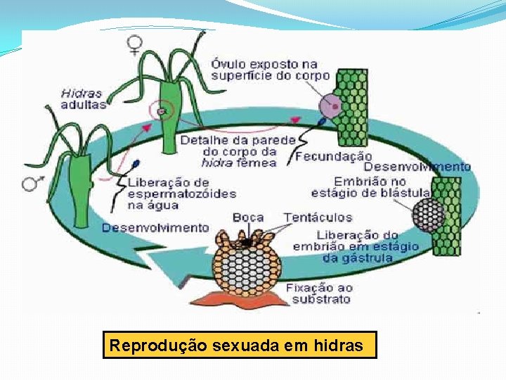 Reprodução sexuada em hidras 