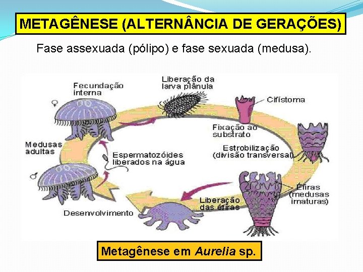 METAGÊNESE (ALTERN NCIA DE GERAÇÕES) Fase assexuada (pólipo) e fase sexuada (medusa). Metagênese em