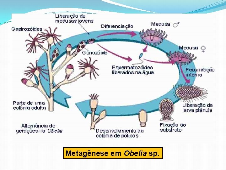 Metagênese em Obelia sp. 