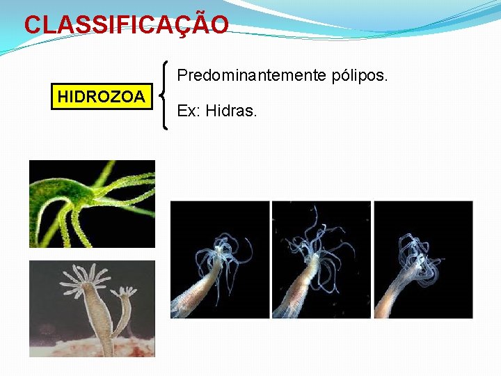 CLASSIFICAÇÃO Predominantemente pólipos. HIDROZOA Ex: Hidras. 