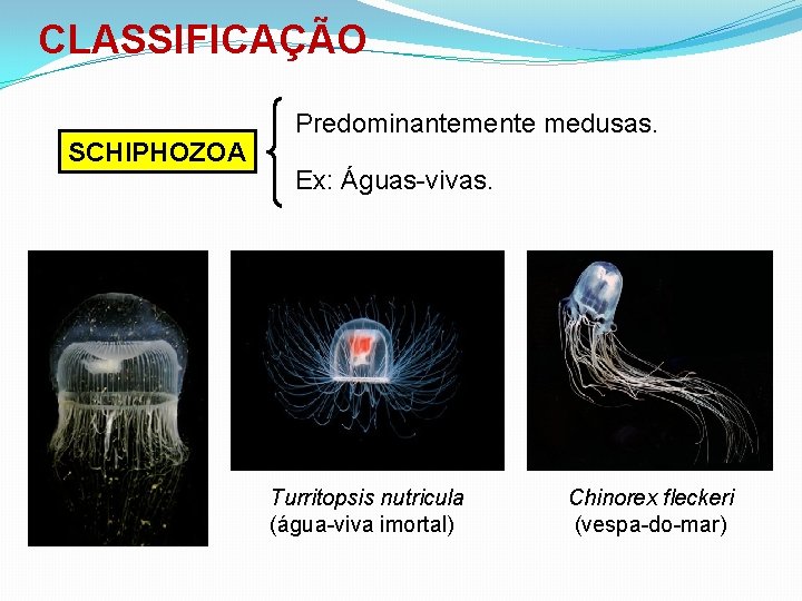 CLASSIFICAÇÃO SCHIPHOZOA Predominantemente medusas. Ex: Águas-vivas. Turritopsis nutricula (água-viva imortal) Chinorex fleckeri (vespa-do-mar) 