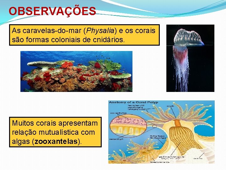 OBSERVAÇÕES As caravelas-do-mar (Physalia) e os corais são formas coloniais de cnidários. Muitos corais