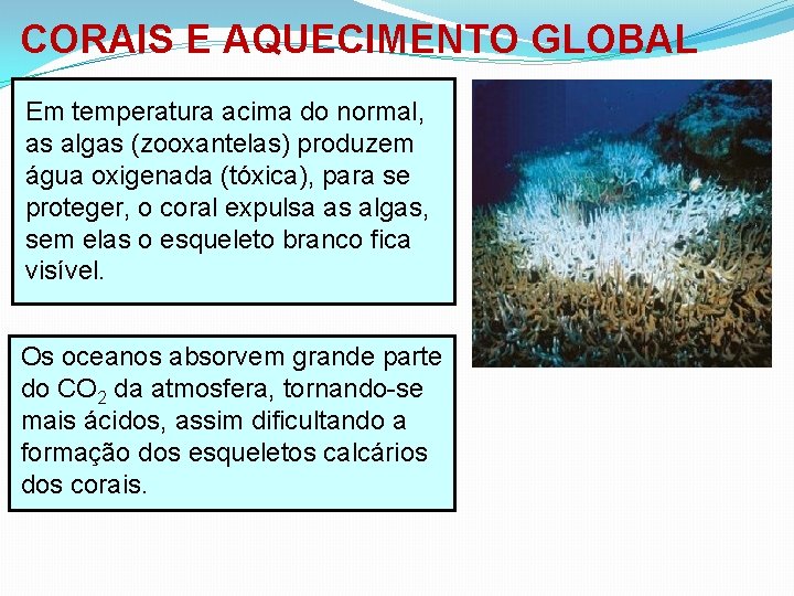 CORAIS E AQUECIMENTO GLOBAL Em temperatura acima do normal, as algas (zooxantelas) produzem água