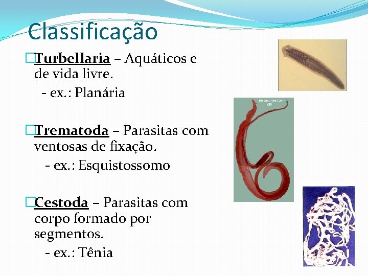 Classificação �Turbellaria – Aquáticos e de vida livre. - ex. : Planária �Trematoda –