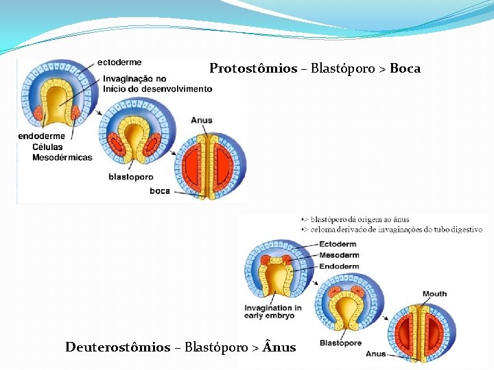 Protostômios – Blastóporo > Boca Deuterostômios – Blastóporo > nus 