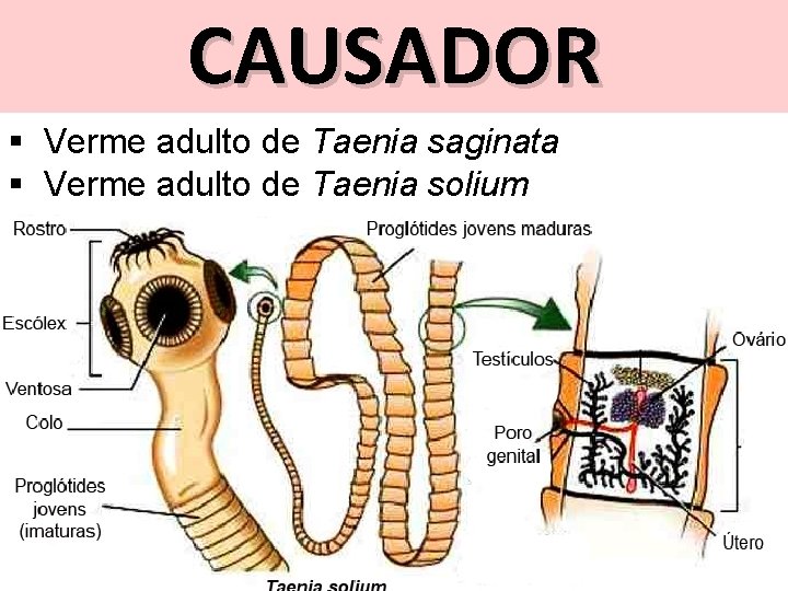 CAUSADOR § Verme adulto de Taenia saginata § Verme adulto de Taenia solium 