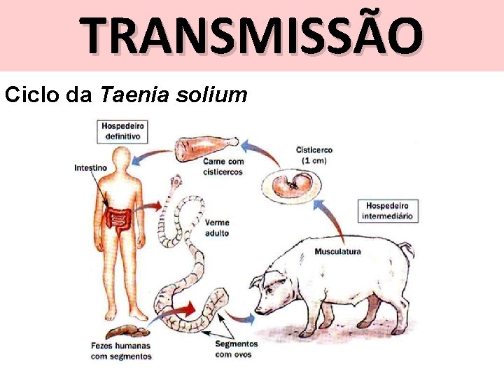 TRANSMISSÃO Ciclo da Taenia solium 