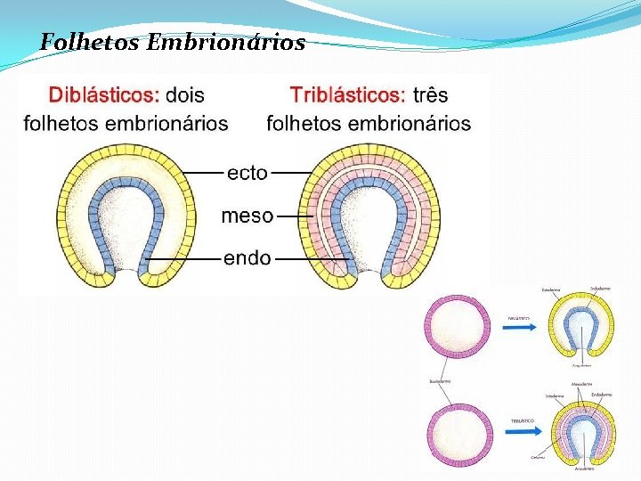 Folhetos Embrionários 