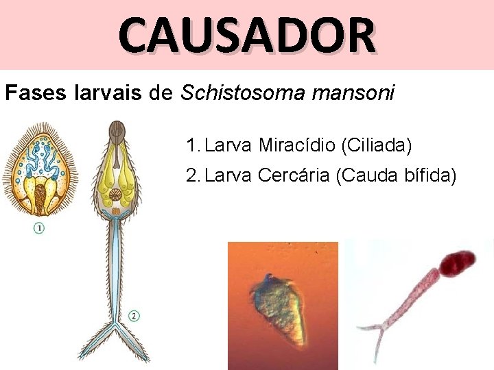 CAUSADOR Fases larvais de Schistosoma mansoni 1. Larva Miracídio (Ciliada) 2. Larva Cercária (Cauda