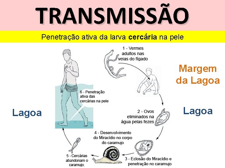 TRANSMISSÃO Penetração ativa da larva cercária na pele Margem da Lagoa 
