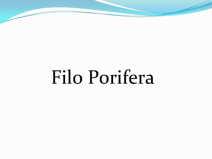 Filo Porifera 