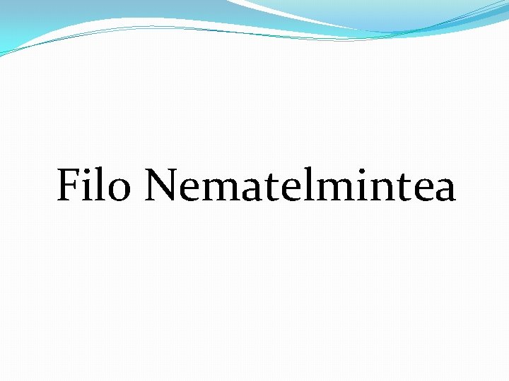 Filo Nematelmintea 