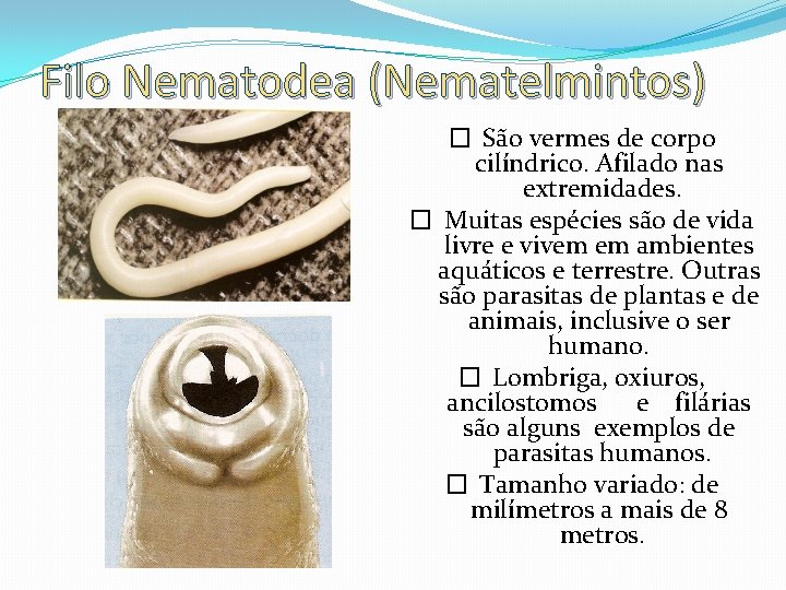 Filo Nematodea (Nematelmintos) � São vermes de corpo cilíndrico. Afilado nas extremidades. � Muitas