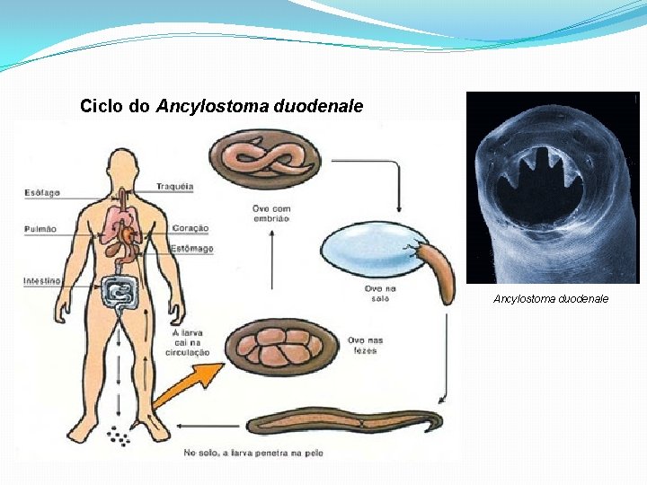 Ciclo do Ancylostoma duodenale 