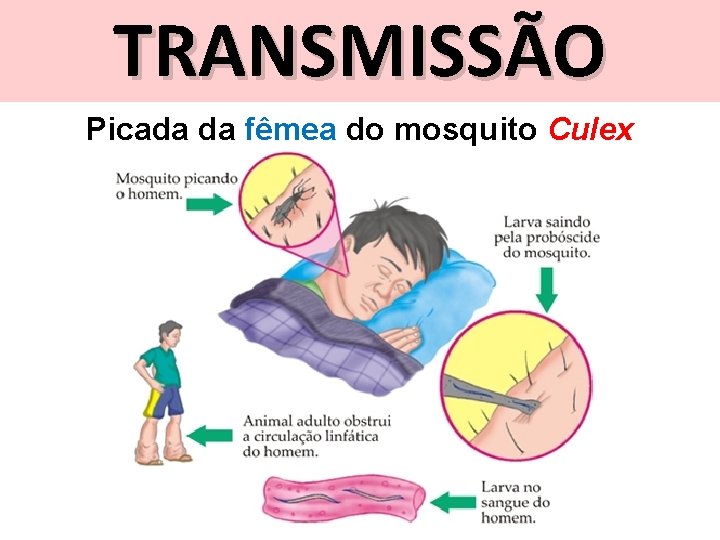 TRANSMISSÃO Picada da fêmea do mosquito Culex 