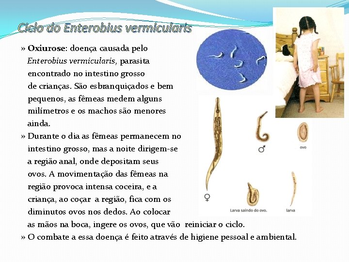 Ciclo do Enterobius vermicularis » Oxiurose: doença causada pelo Enterobius vermicularis, parasita encontrado no