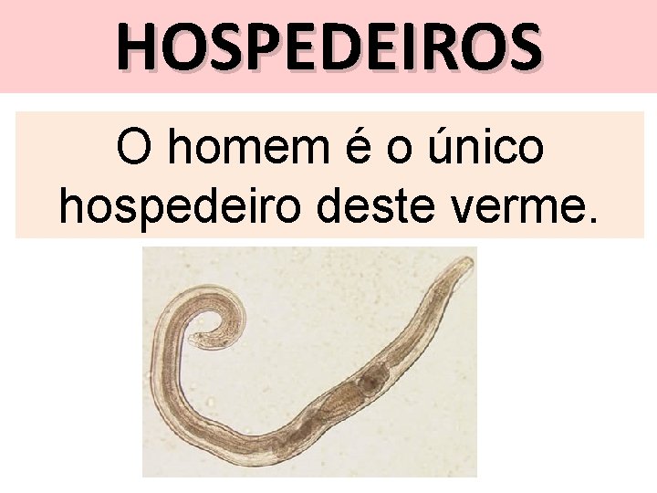 HOSPEDEIROS O homem é o único hospedeiro deste verme. 