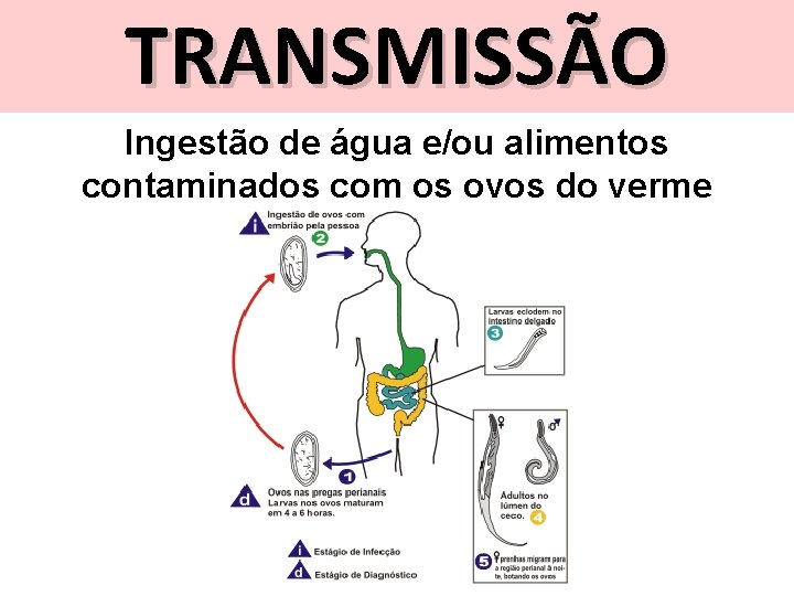 TRANSMISSÃO Ingestão de água e/ou alimentos contaminados com os ovos do verme 