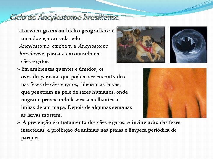Ciclo do Ancylostomo brasiliense » Larva migrans ou bicho geográfico : é uma doença