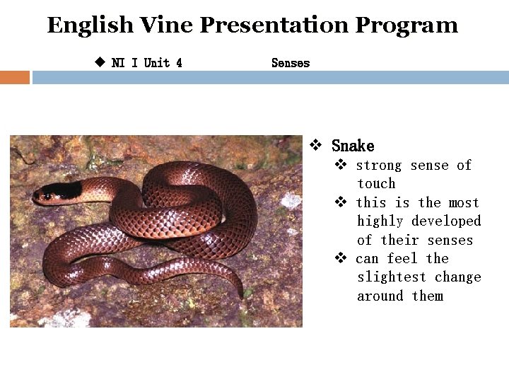 English Vine Presentation Program u NI I Unit 4 Senses v Snake v strong