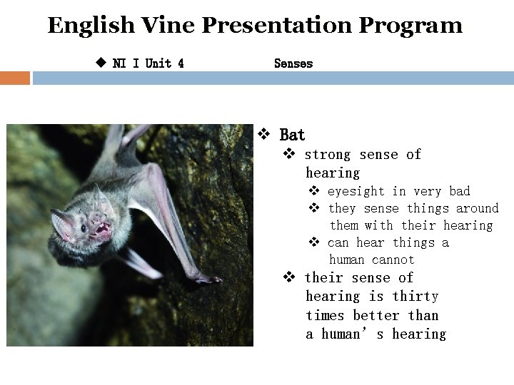 English Vine Presentation Program u NI I Unit 4 Senses v Bat v strong