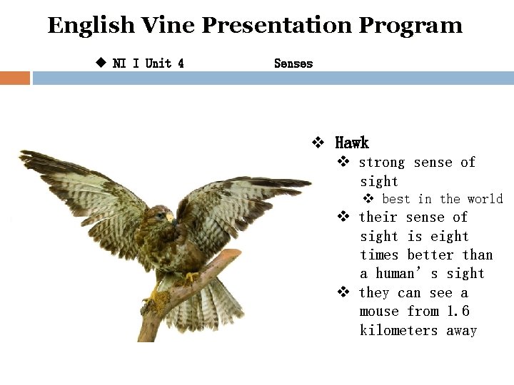 English Vine Presentation Program u NI I Unit 4 Senses v Hawk v strong