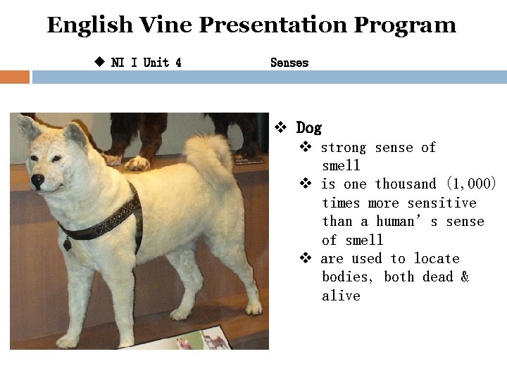 English Vine Presentation Program u NI I Unit 4 Senses v Dog v strong