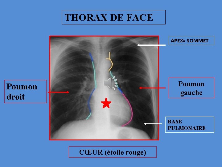 THORAX DE FACE APEX= SOMMET Poumon gauche Poumon droit BASE PULMONAIRE CŒUR (étoile rouge)