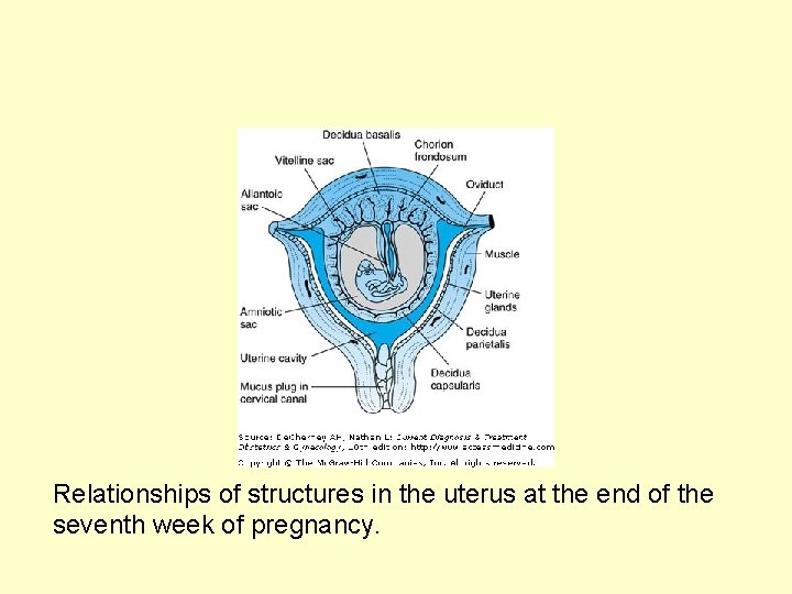 Relationships of structures in the uterus at the end of the seventh week of