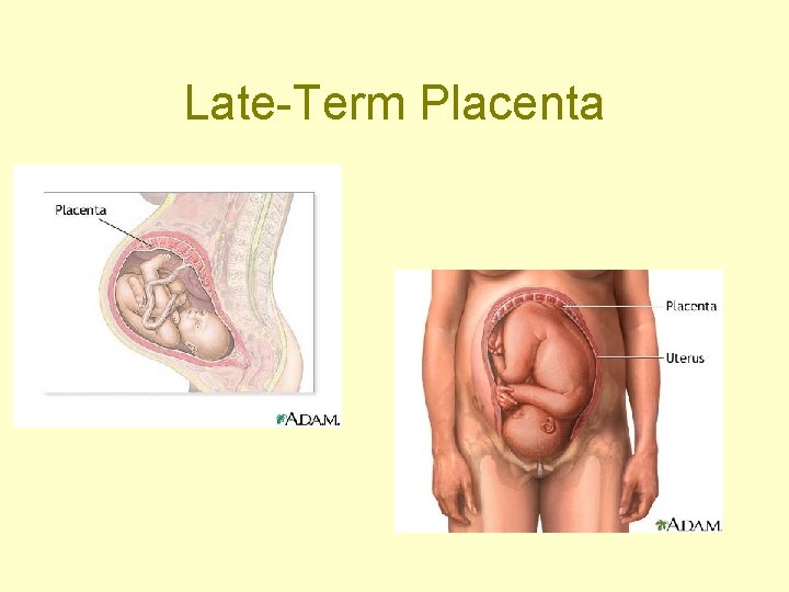 Late-Term Placenta 