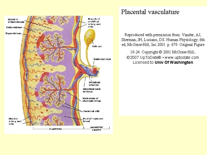  Placental vasculature Reproduced with permission from: Vander, AJ, Sherman, JH, Luciano, DS. Human