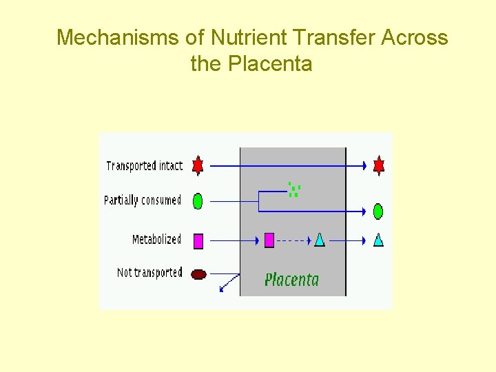 Mechanisms of Nutrient Transfer Across the Placenta 