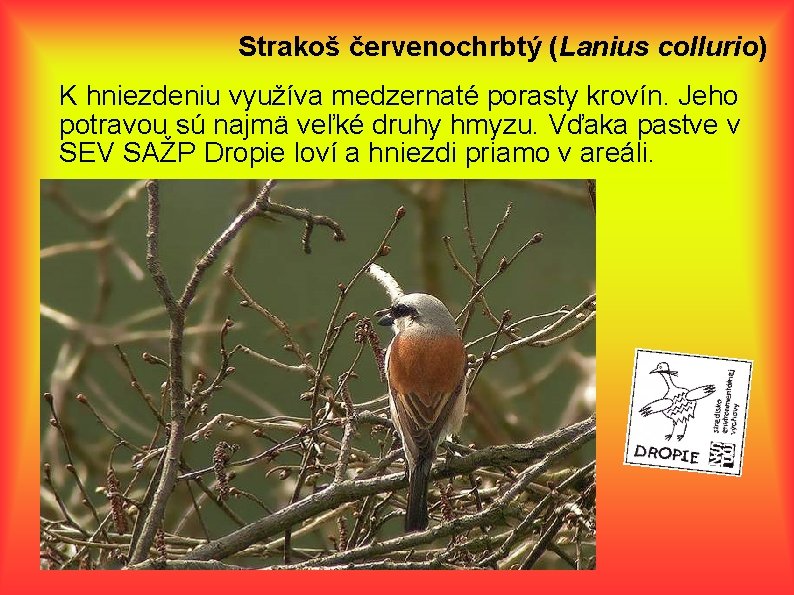 Strakoš červenochrbtý (Lanius collurio) K hniezdeniu využíva medzernaté porasty krovín. Jeho potravou sú najmä