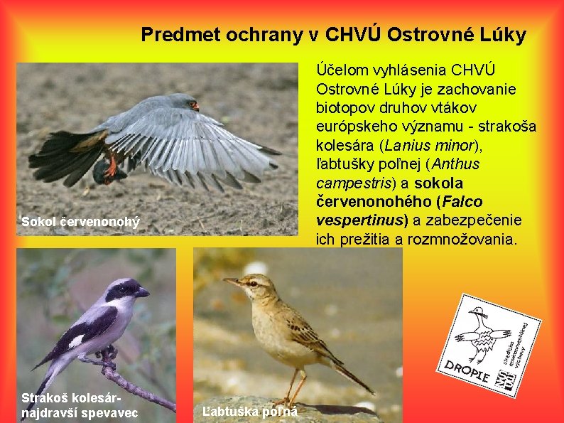 Predmet ochrany v CHVÚ Ostrovné Lúky Účelom vyhlásenia CHVÚ Ostrovné Lúky je zachovanie biotopov