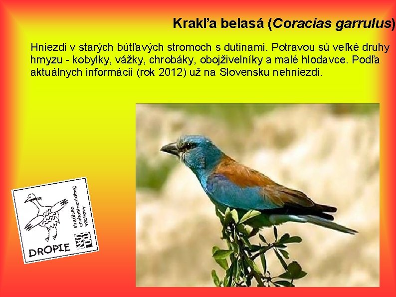 Krakľa belasá (Coracias garrulus) Hniezdi v starých bútľavých stromoch s dutinami. Potravou sú veľké