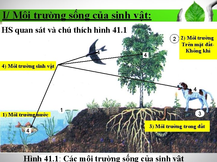 I/ Môi trường sống của sinh vật: HS quan sát và chú thích hình