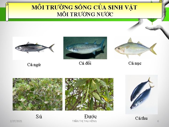 MÔI TRƯỜNG SỐNG CỦA SINH VẬT MÔI TRƯỜNG NƯỚC Cá ngừ 2/27/2021 Sú Cá