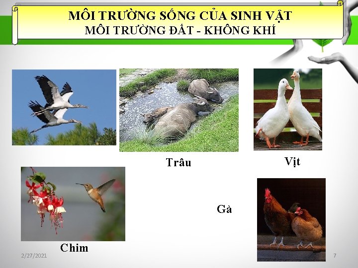 MÔI TRƯỜNG SỐNG CỦA SINH VẬT MÔI TRƯỜNG ĐẤT - KHÔNG KHÍ Cò Vịt